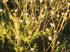 Sixalix atropurpurea