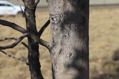 Eucalyptus camaldulensis