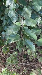 Scandosorbus intermedia