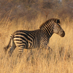 Equus quagga