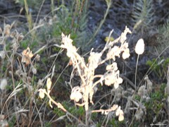 Andryala integrifolia