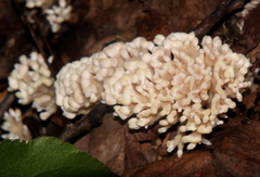 Sebacina schweinitzii