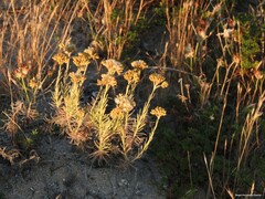 Helichrysum italicum