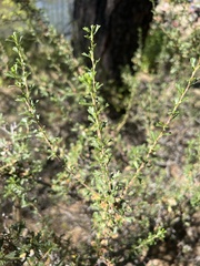Purshia tridentata