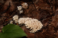 Sebacina schweinitzii