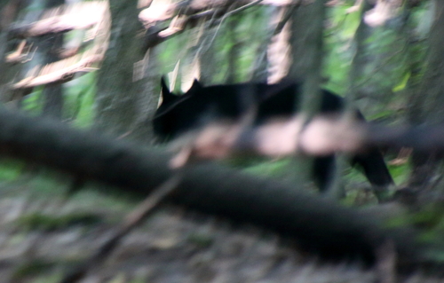 American Black Bear photographed in Wisconsin