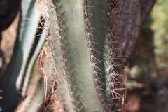 Cereus jamacaru