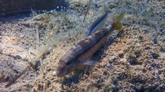 Mullus surmuletus