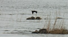 Microcarbo africanus