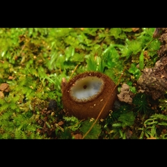 Humaria hemisphaerica