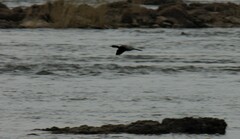 Microcarbo africanus