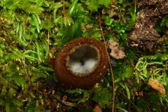 Humaria hemisphaerica