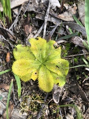 Drosera bulbosa