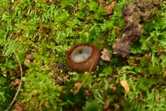 Humaria hemisphaerica