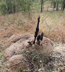 Podaxis beringamensis