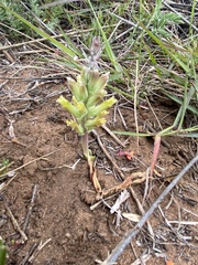 Lachenalia orchioides