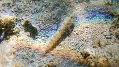 Gobius incognitus