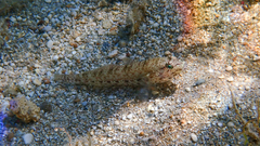 Gobius incognitus