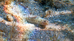 Gobius incognitus