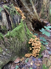 Kuehneromyces mutabilis