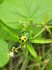 Chrysocoris purpureus