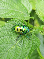 Chrysocoris purpureus