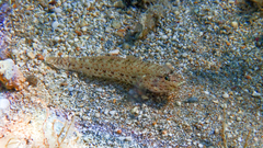 Gobius incognitus