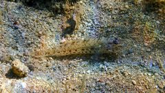 Gobius incognitus