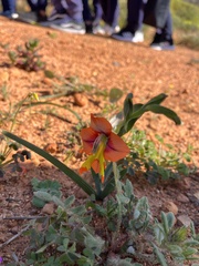 Gladiolus alatus