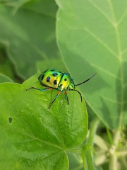 Chrysocoris purpureus