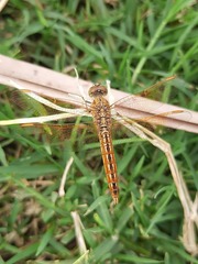 Brachythemis contaminata