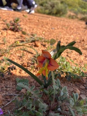 Gladiolus alatus