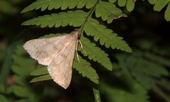 Renia flavipunctalis