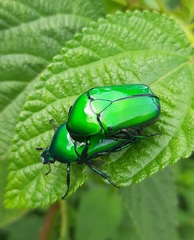 Heterorrhina elegans