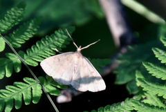 Renia flavipunctalis