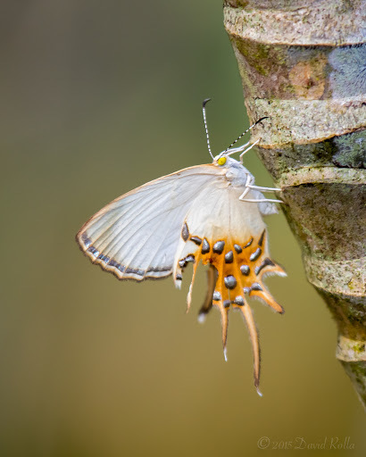 ミツオシジミタテハ (Helicopis cupido) · iNaturalist