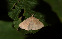 Renia flavipunctalis