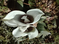 Colchicum