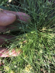 Fimbristylis vahlii