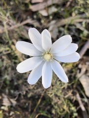 Drosera heterophylla