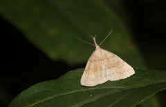 Phalaenostola metonalis