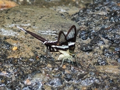Lamproptera curius