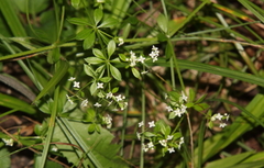 Galium asprellum