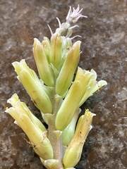 Lachenalia orchioides