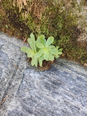Sedum palmeri