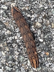 Agrius cingulata