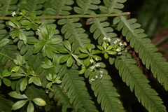 Galium asprellum
