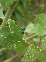 Agrilus acutus