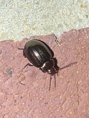 Chrysolina americana