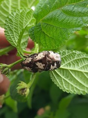 Protaetia aurichalcea